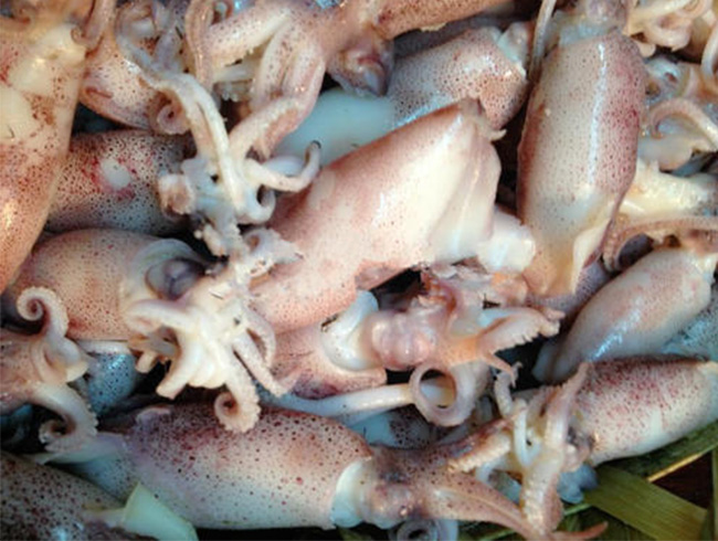 California Squid